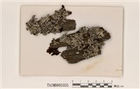 藏品(擬粉袋梅衣)的圖片